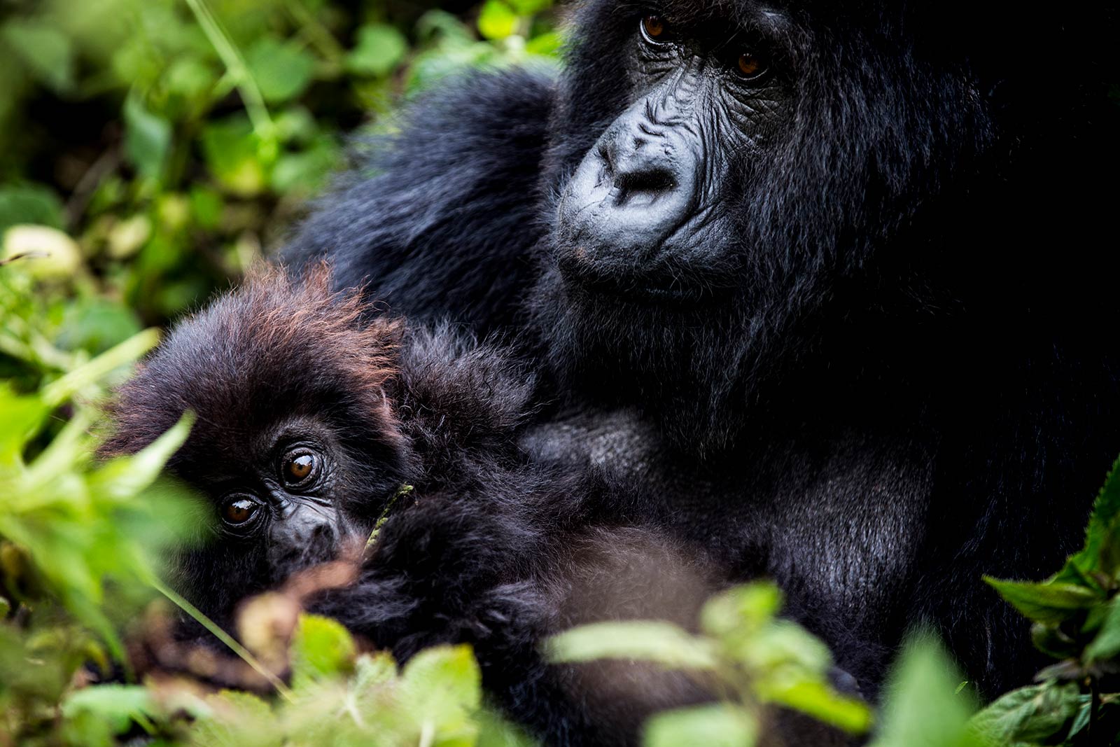 Mountain Gorillas Uganda