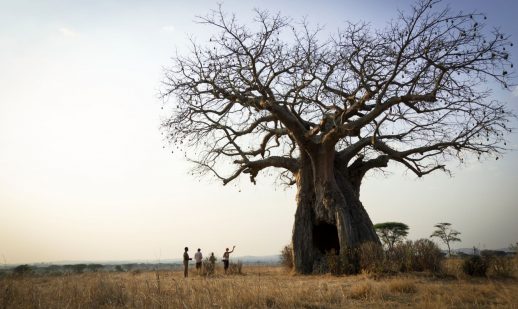 Kigelia Ruaha - giant baobab tree