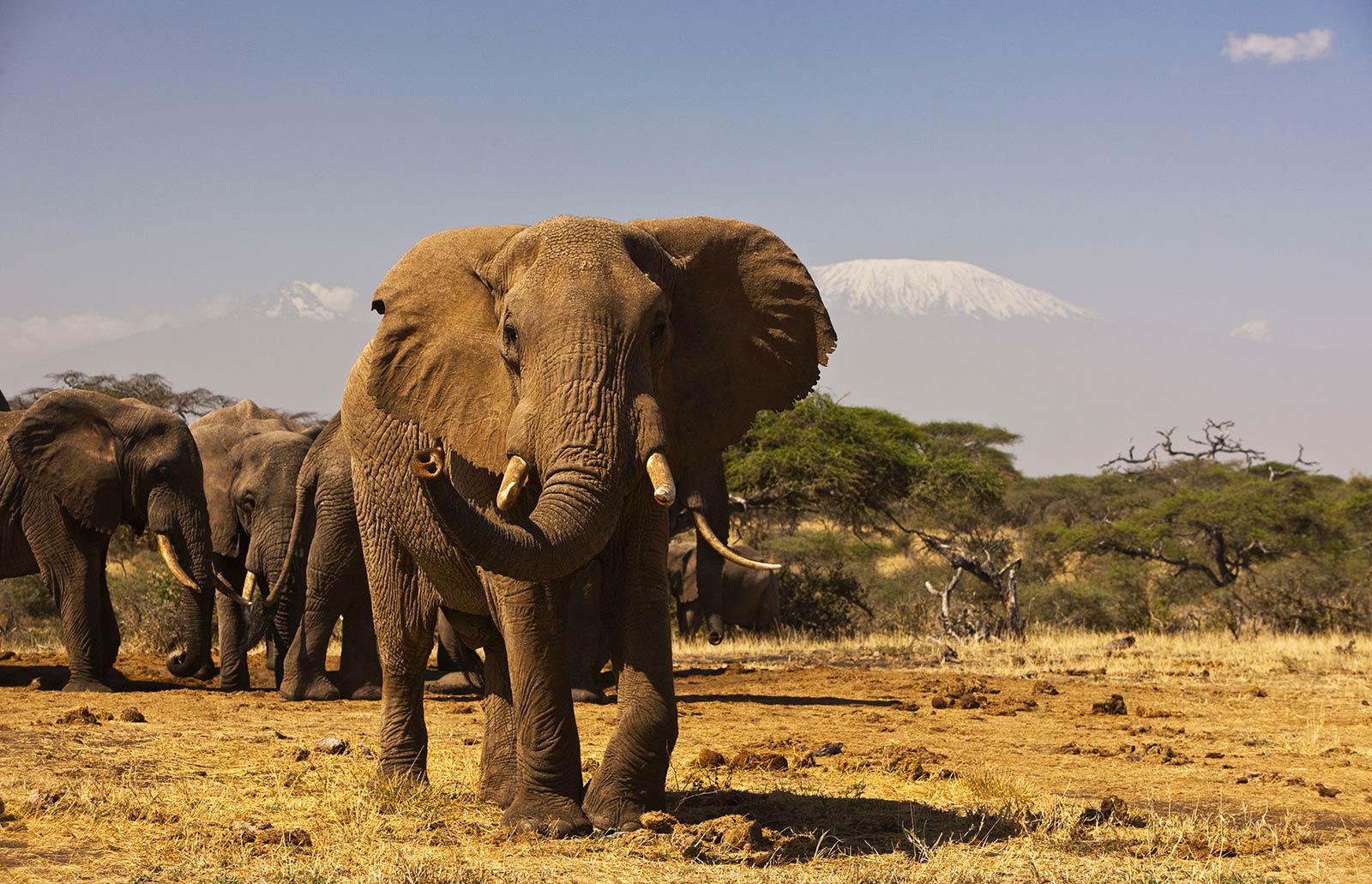 wildlife-in-kenya-witness-the-gorgeous-fauna-at-its-best