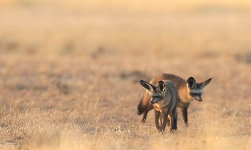 Kgalagadi South Africa