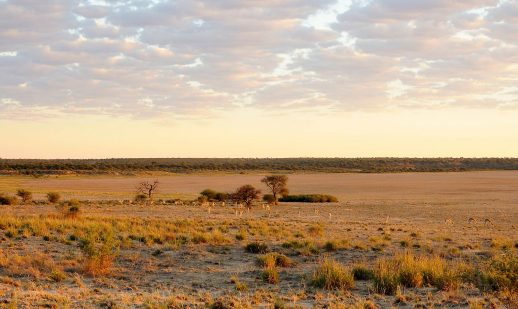 Kgalagadi South Africa