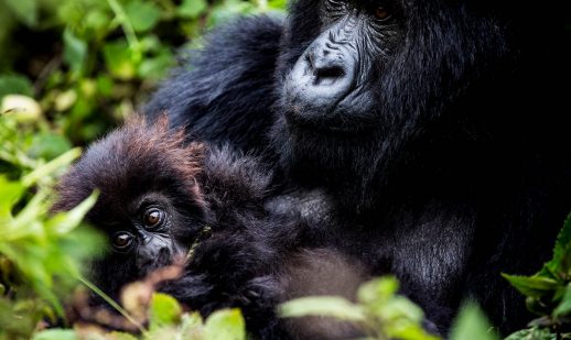 Bwindi Impenetrable National Park mountain gorillas